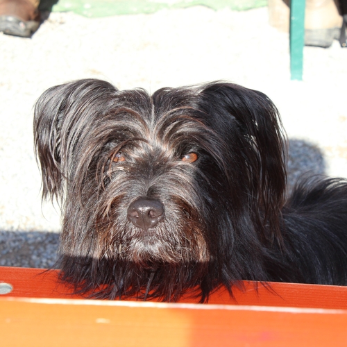 Hundetreffen 2014 im Allgäu (26)